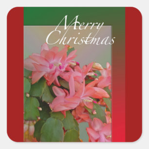 Merry Christmas Christmas Cactus Flowers Square Sticker