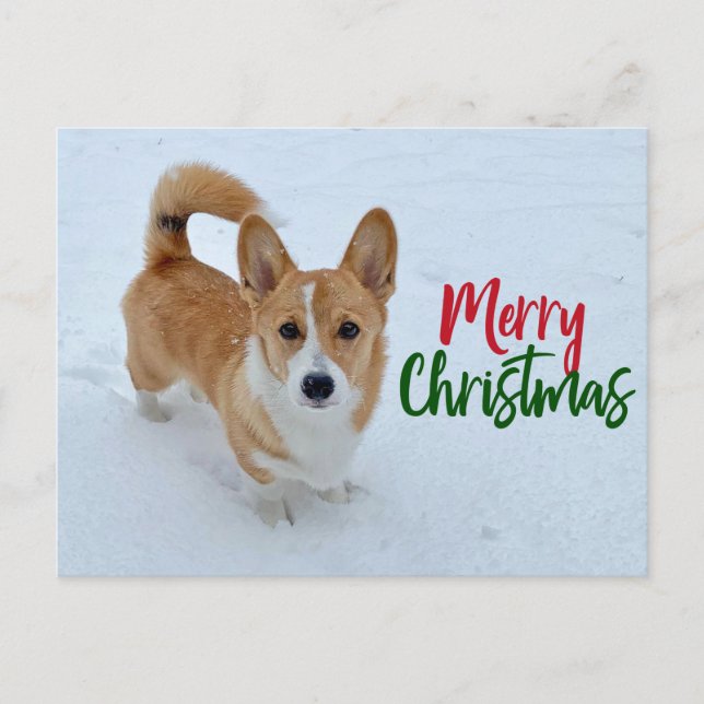 Merry Christmas Corgi Photo in Snow Beautiful Holiday Postcard (Front)