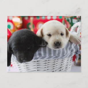 Merry Christmas - cute puppies in a gift Holiday Postcard