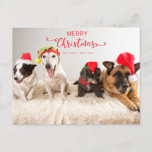 Merry Christmas Dogs in Santa Hats Holiday Postcard
