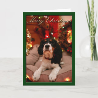 Merry Christmas English Springer Spaniel, Springer Holiday Card
