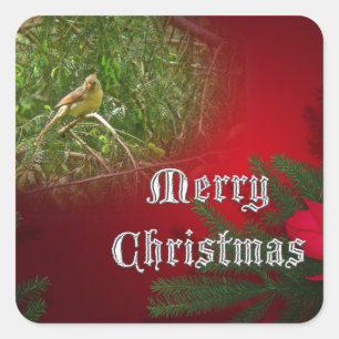 Merry Christmas Female Cardinal Songbird Square Sticker