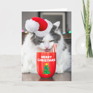 Merry Christmas For Anyone Cat Drinking Hot Cocoa Holiday Card