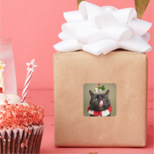 Merry Christmas For Anyone Cat Under Mistletoe Square Sticker