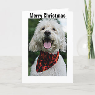 MERRY CHRISTMAS FROM DRESSED UP/HAPPY DOG HOLIDAY CARD