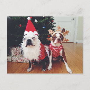 Merry Christmas from Hogwarts & Clementine Holiday Postcard