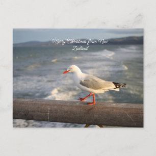 Merry Christmas from New Zealand Holiday Postcard