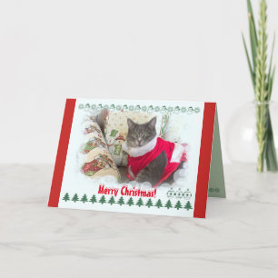 Merry Christmas from pretty cat Holiday Card