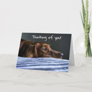 "MERRY CHRISTMAS" FROM SWEET PUP HOLIDAY CARD