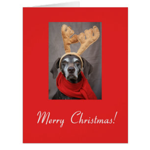 Merry Christmas german shorthaired pointer