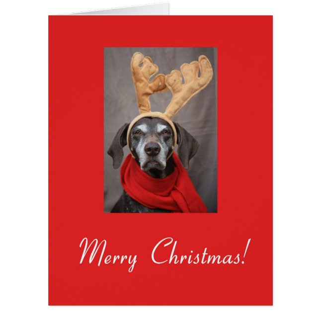 Merry Christmas german shorthaired pointer (Front)
