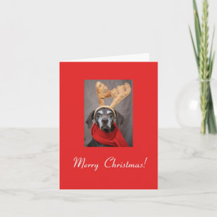 Merry Christmas german shorthaired pointer Holiday Card