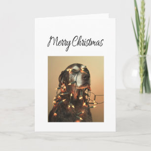 Merry Christmas german shorthaired pointer Holiday Card