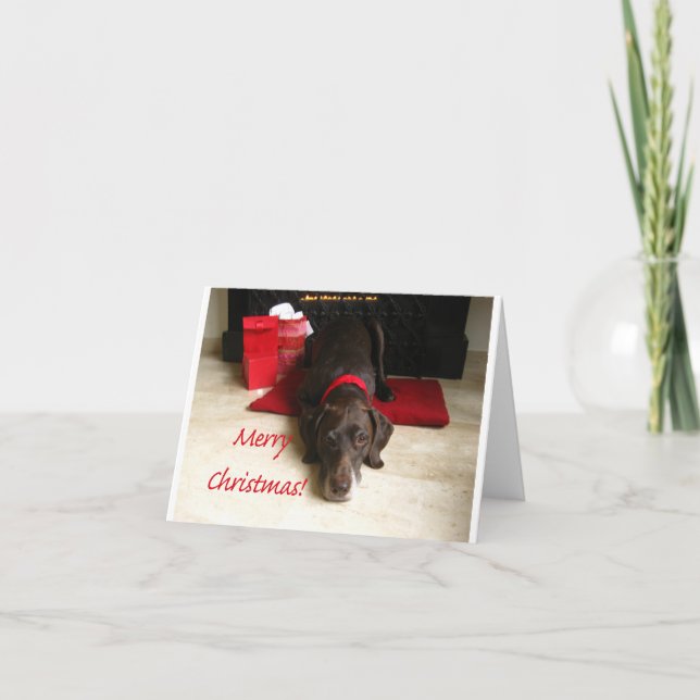 Merry Christmas german shorthaired pointer Holiday Card (Front)