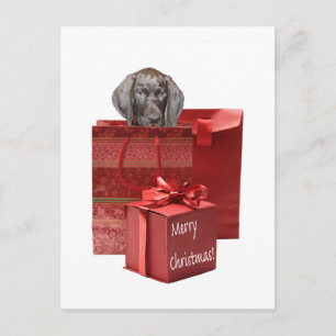 Merry Christmas german shorthaired pointer Holiday Postcard