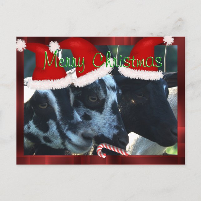 Merry Christmas Goat Postcard- customise Holiday Postcard (Front)