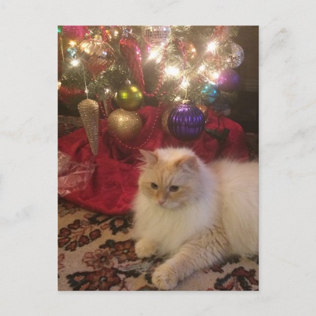 Merry Christmas & Happy New Year Postcard (Front)