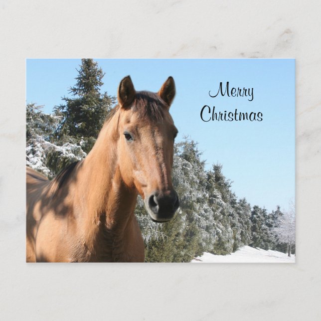 Merry Christmas horse Holiday Postcard (Front)