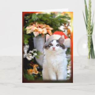 Merry Christmas Kitten Card