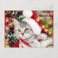 Merry Christmas Kitten