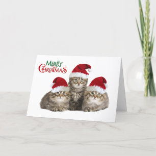 Merry Christmas Kittens Holiday Card