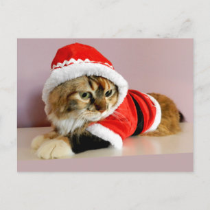 Merry Christmas kitty cat Santa suit Holiday Postcard