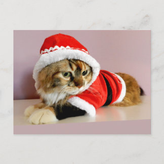 Merry Christmas kitty cat Santa suit Holiday Postcard