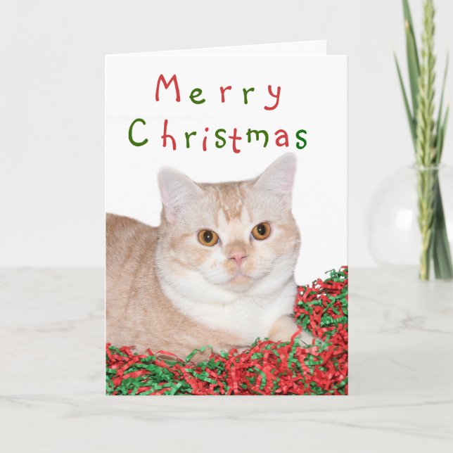 Merry Christmas kitty Holiday Card (Front)