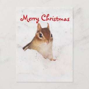 Merry Christmas Little Snowy Chipmunk Postcard