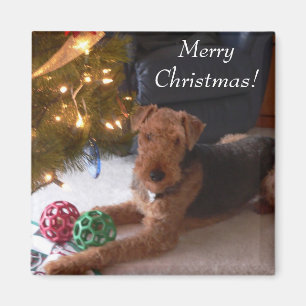 Merry Christmas! Magnet