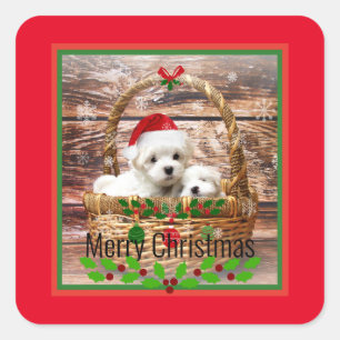 Merry Christmas, Maltese Puppies, holiday colors Square Sticker