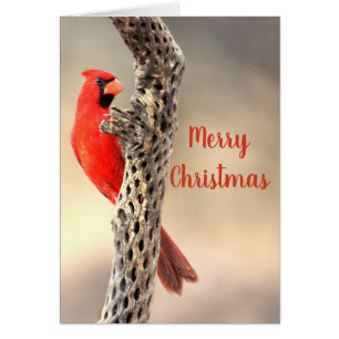 Merry Christmas Northern Cardinal
