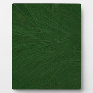 Merry Christmas Pine Tree Close Up Plaque