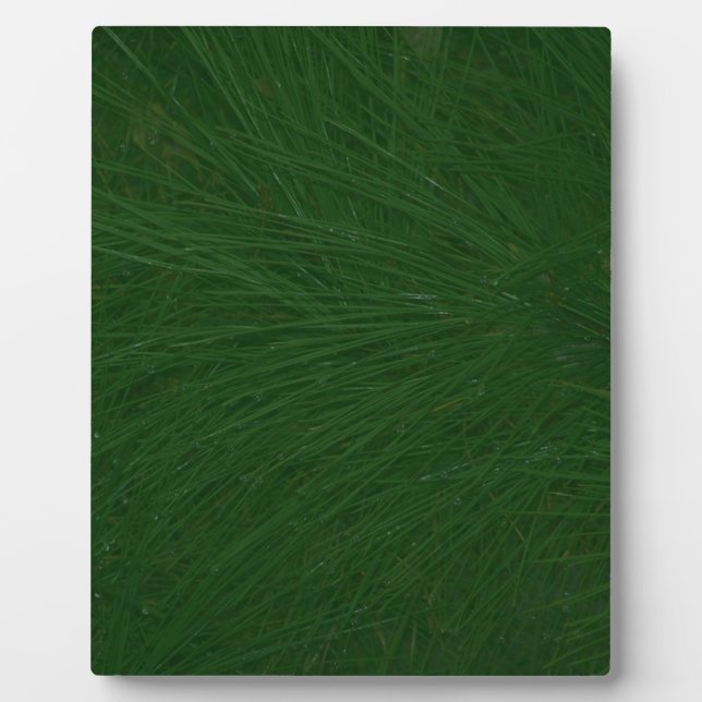 Merry Christmas Pine Tree Close Up Plaque (Front)