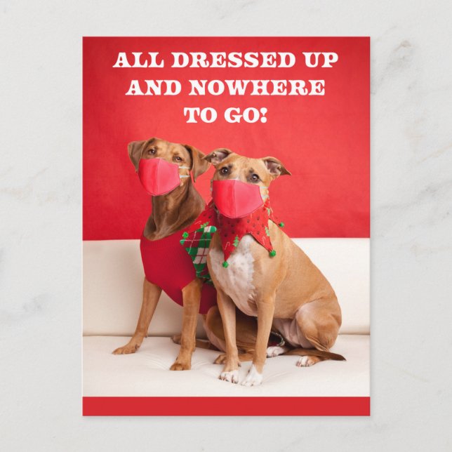 Merry Christmas Pit Bulls in Face Masks Holiday Postcard (Front)