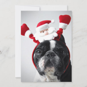 Merry Christmas portrait offrench bulldog Holiday Card