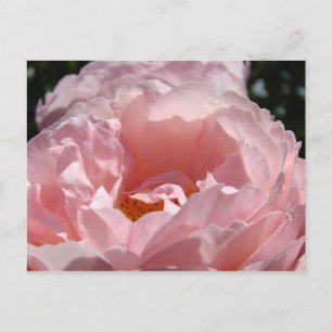 Merry Christmas! postcards Pink Rose Flowers