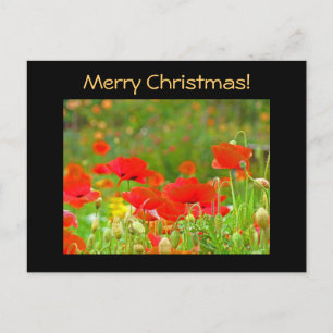 Merry Christmas postcards Red Poppies Meadow