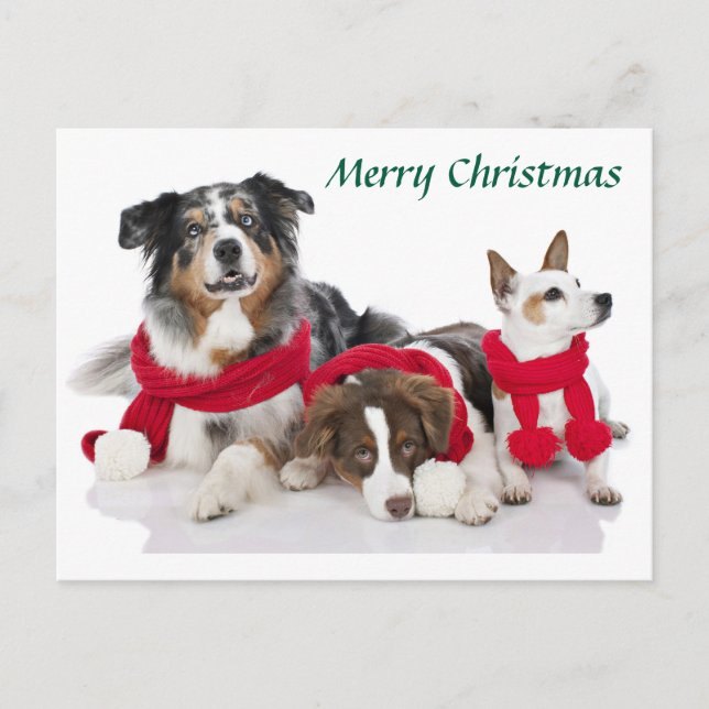 Merry Christmas Pups Holiday Postcard (Front)