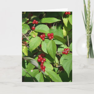 Merry Christmas Red Berries Holiday Card
