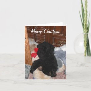 Merry Christmas - Shenandoah Bright Holiday Card