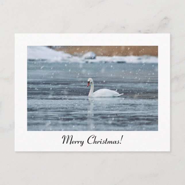 Merry Christmas snow swan postcard (Front)