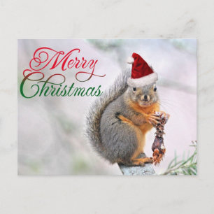 Merry Christmas Squirrel Holiday Postcard