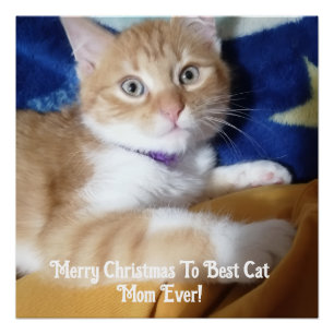 Merry Christmas To Best Cat Mom Ever  Poster