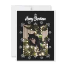 Merry Christmas. tuxie cat on Christmas tree. 
