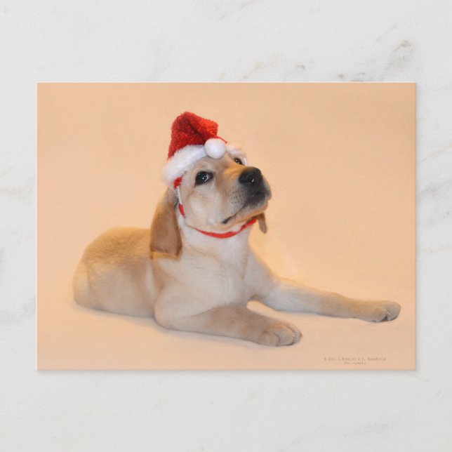 Merry Christmas - Yellow Lab Holiday Postcard (Front)