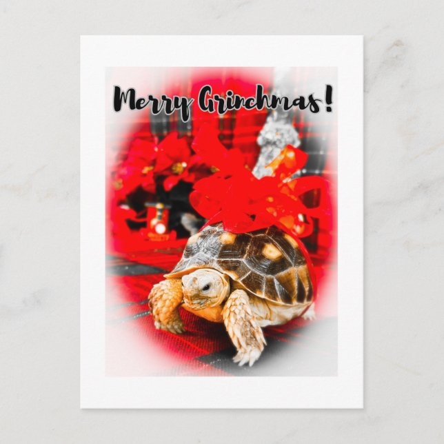 Merry Grinchmas baby sulcata tortoise with red bow Postcard (Front)