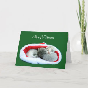 Merry Kittenmas Holiday Card
