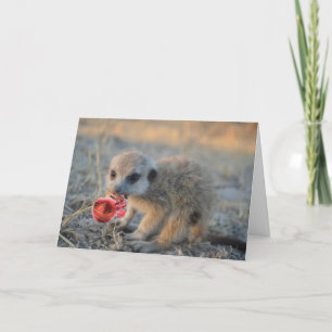 Merry Little Meerkat Christmas Holiday Card