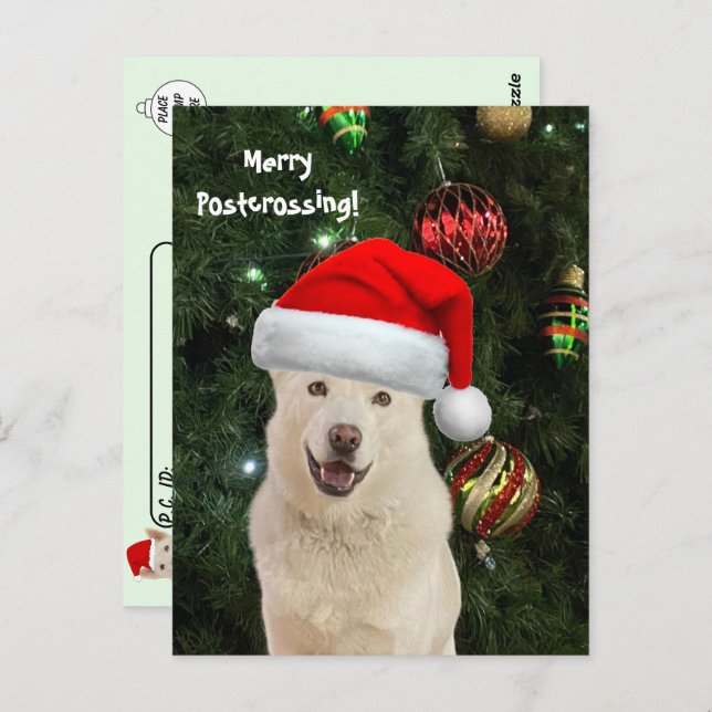 Merry Postcrossing From Crystal the Husky Dog Postcard (Front/Back)